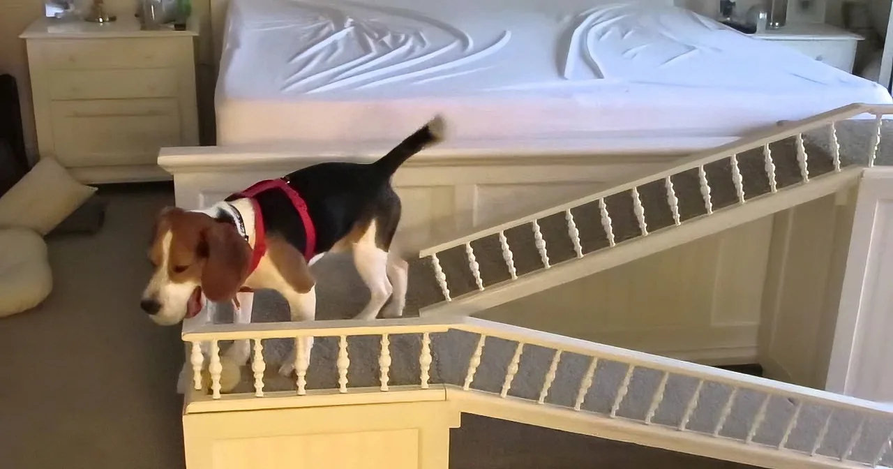 A beagle wearing a red harness climbs a staircase in a home setting.