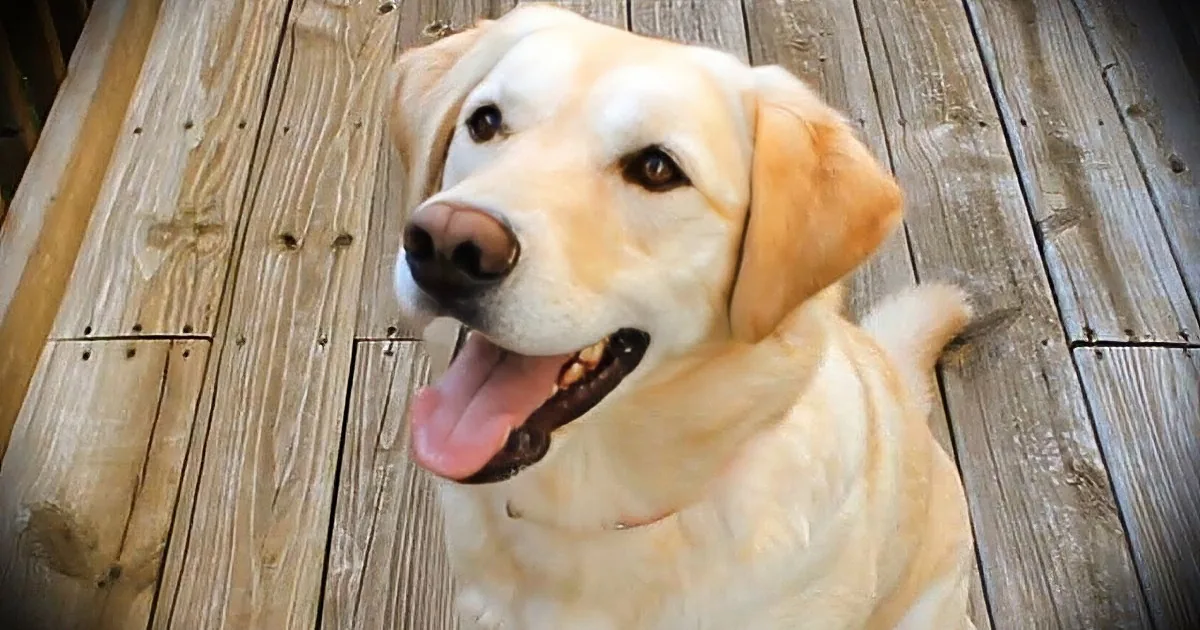 A happy yellow Labrador Retriever sits on a wooden deck, tongue out, looking up.
