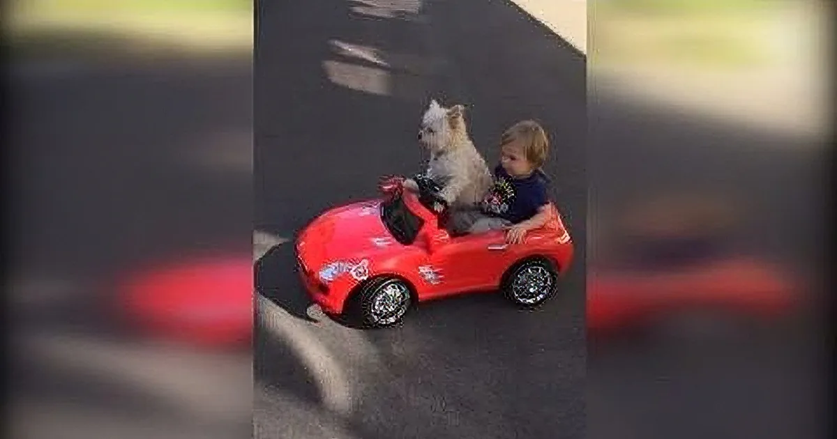 You Won''t Believe This Young Boy''s Pawsonal Chauffeur! Your Heart Will Melt!