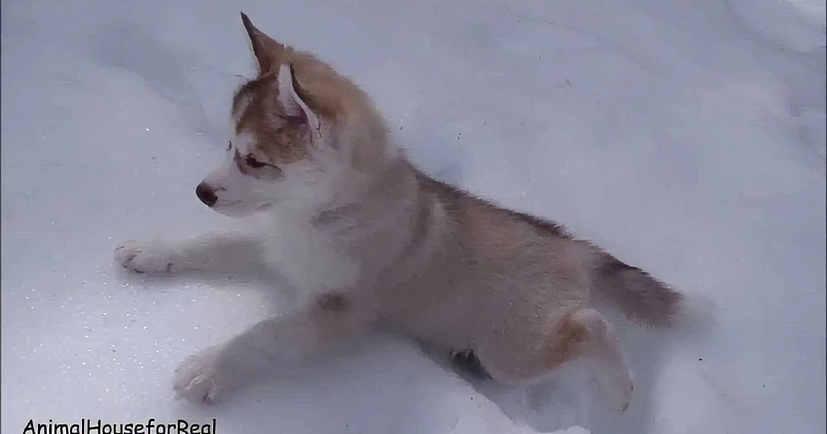 A Group of Husky Puppies Discover Snow for the Very First Time in Their Lives