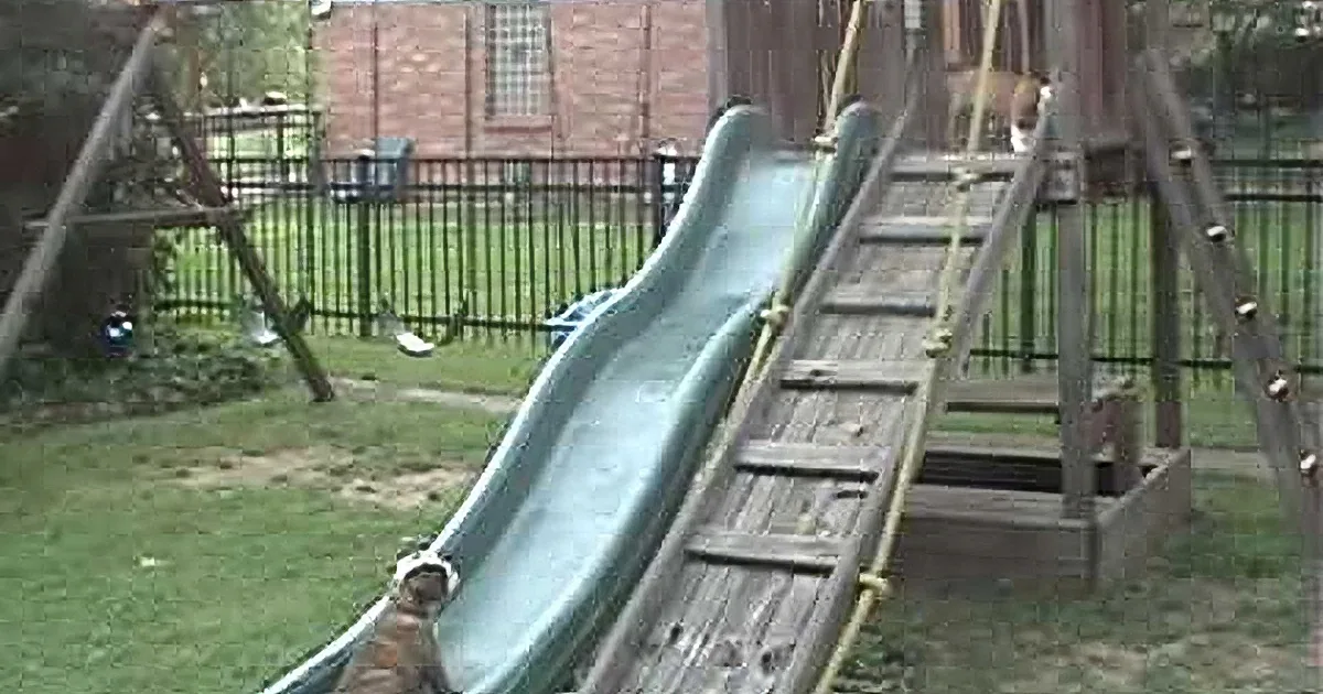 A Couple of Bulldog Puppies Goes Down the Slide!