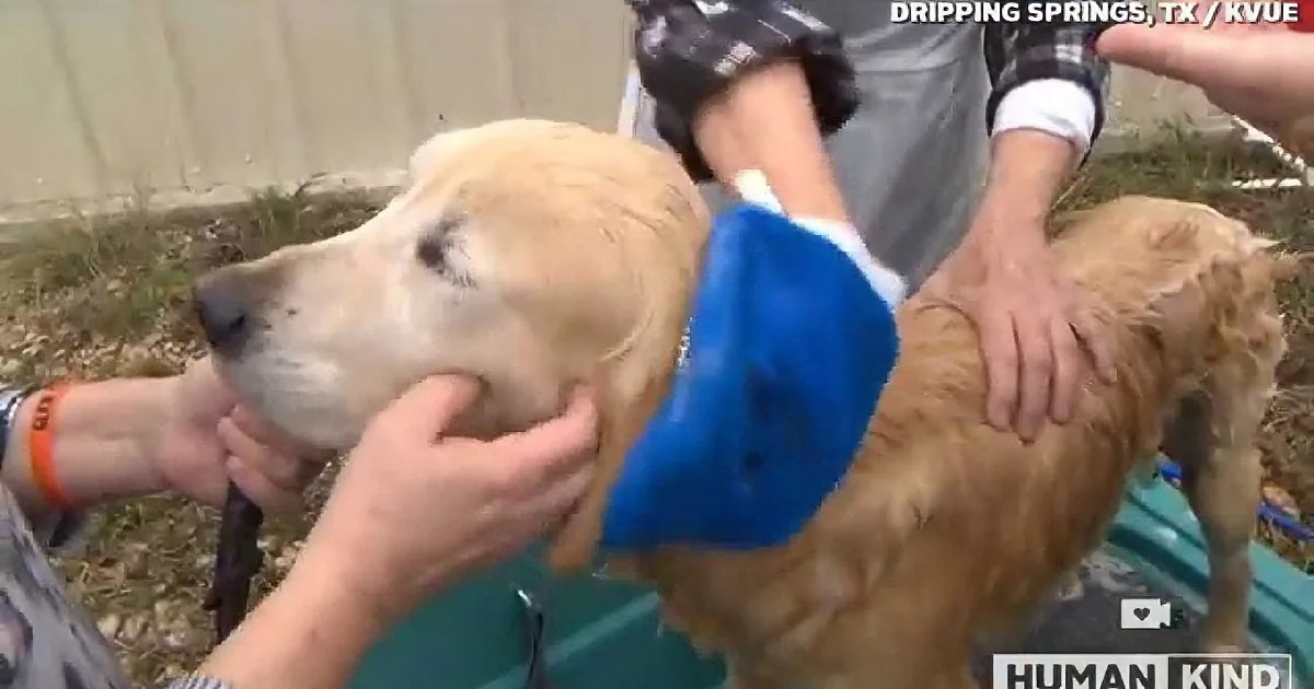 A golden retriever is being bathed by people using a blue hose and bucket.