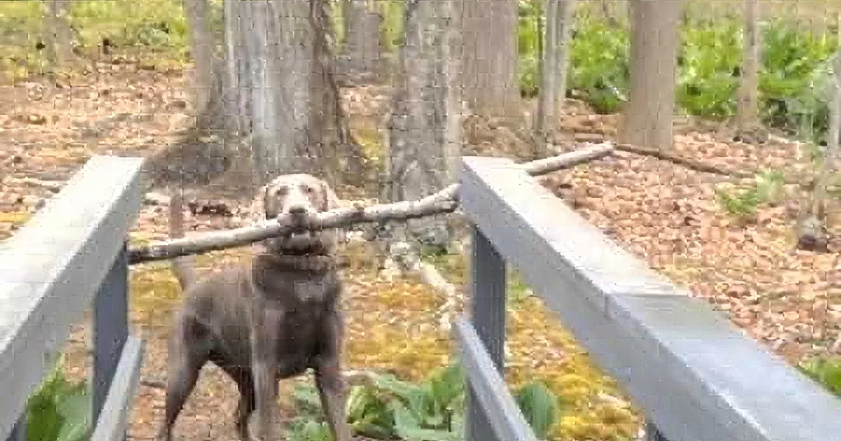 Even When Facing the Most Complicated Obstacle, This Clever Pup Will Not Give up! He''s Incredible!