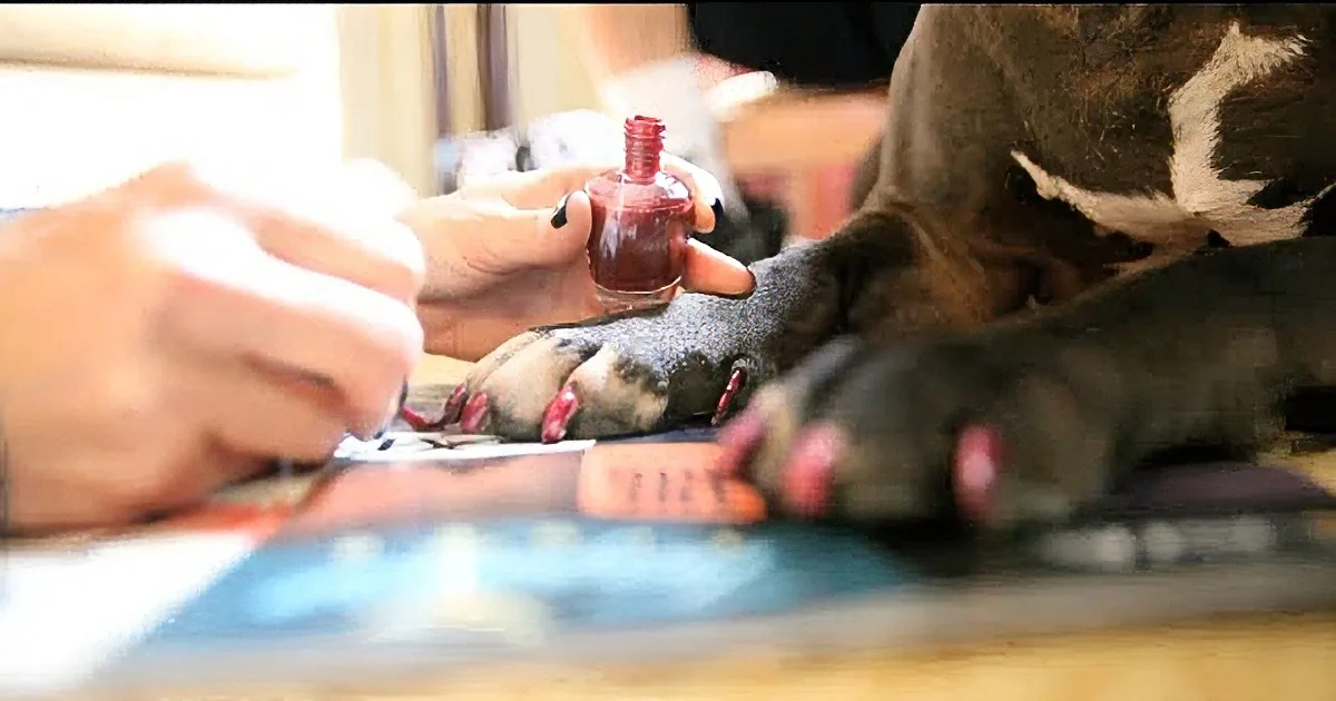 A person is painting a dog's paw with red nail polish, focusing on the toes.