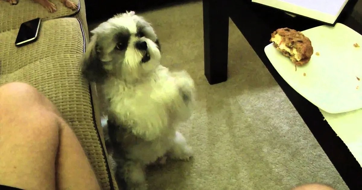 Skippy the Puppy Does This Adorable Trick to Get a Cookie. He Melts My Heart!