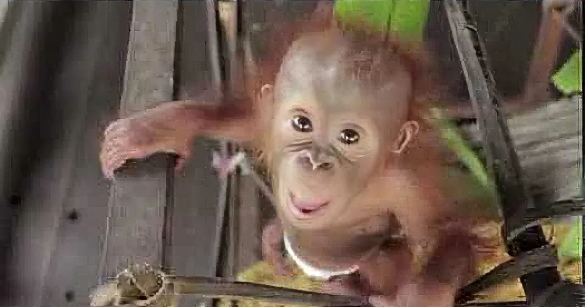 After Being Saved From Horrible Treatment, This Adorable Baby Orangutan Finds New Hope!