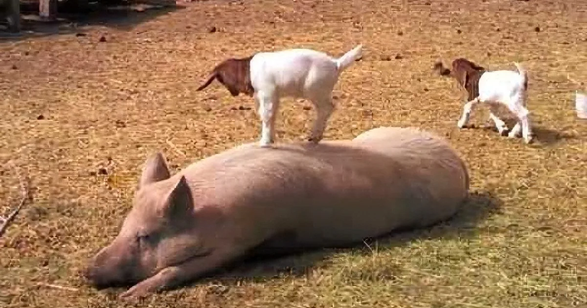 Baby Goat and His Pig Friend Take the World Over With This Catchy Tune