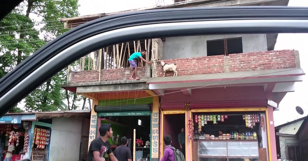 A Young Boy Risked His Life to Save This Goat. You''ll Be Shocked by His Bravery!