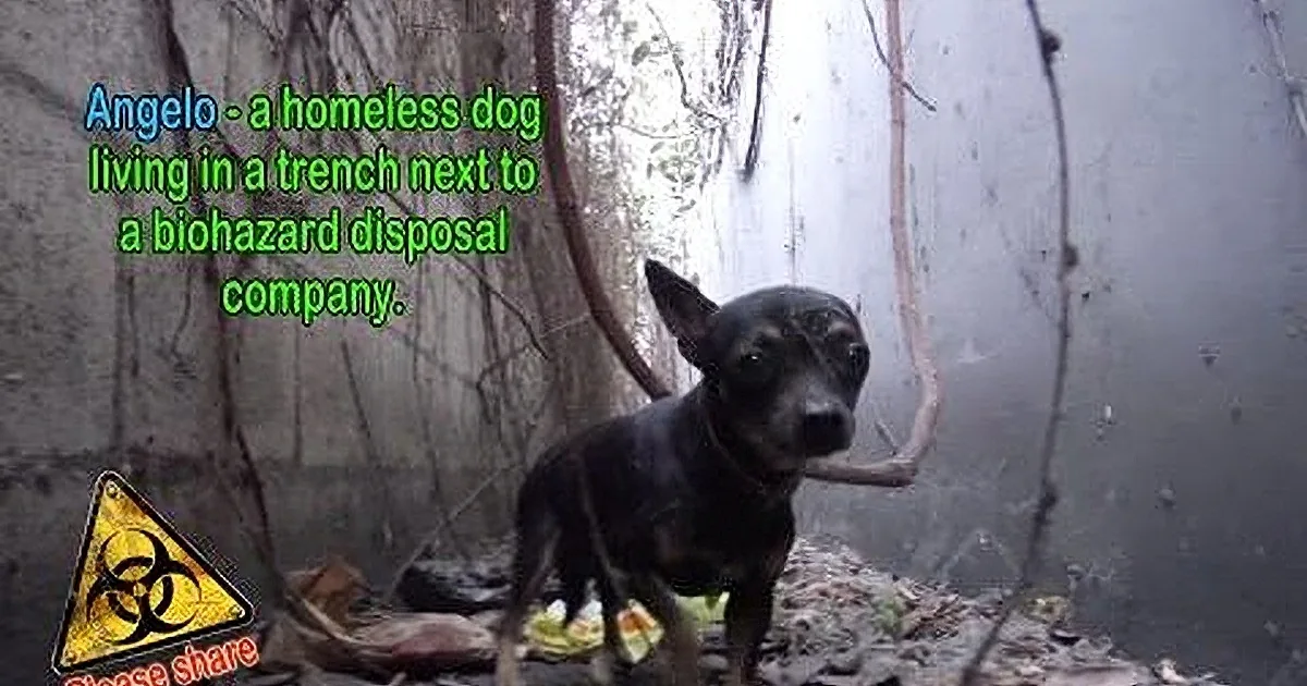 After Living in the Junk All Alone, This Poor Pup Finally Finds Another Chance! Aww