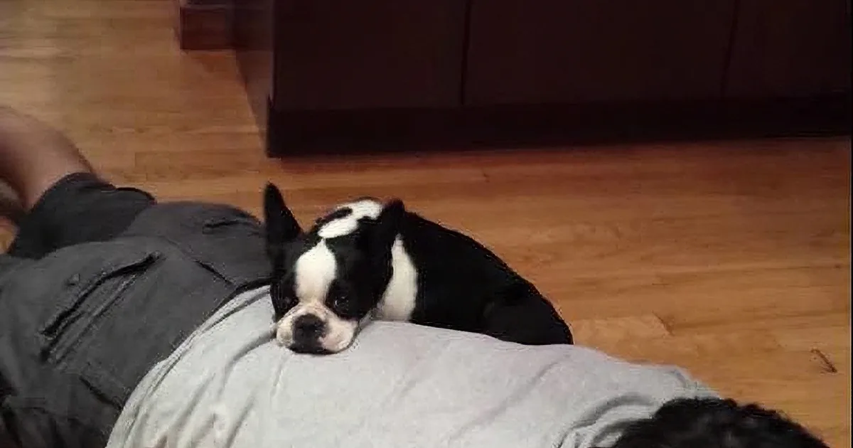 After Living in Abusive Conditions, This Dog Recovers in the Most Touching Way!