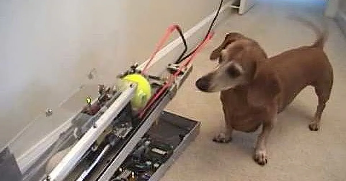 A curious dog stands near a toolbox, looking at a yellow tennis ball inside it.