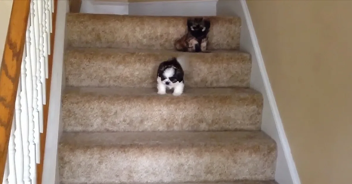 Adorable Shih Tzu Climbs Down the Stairs for His First Time, Family Comes to Help