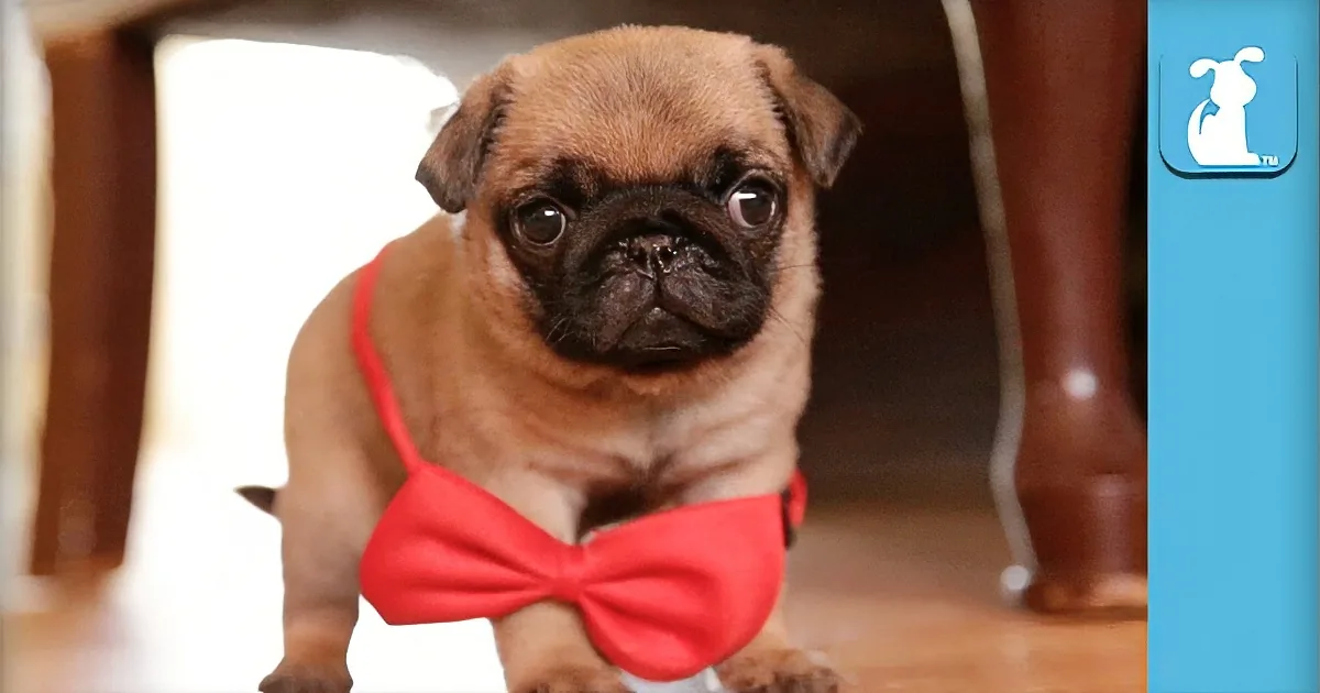 Watch This Baby Pug Be Introduced to His Friends! You Won''t Believe How Cute He Is! OMG!