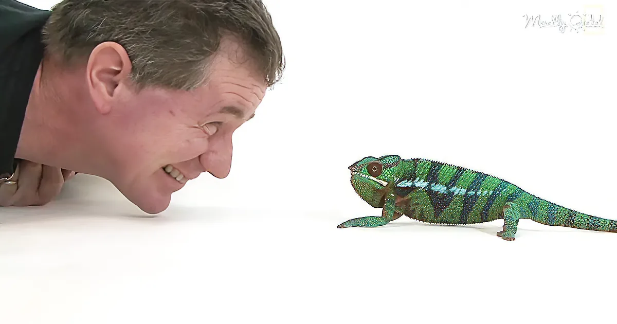 A man smiles closely at a vibrant green chameleon on a white surface.