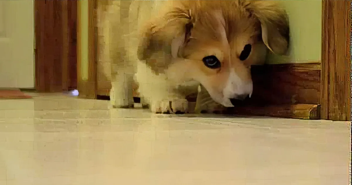 Adorable Corgi Puppy Has an Epic Match With His New Worst Enemy: a Doorstop!