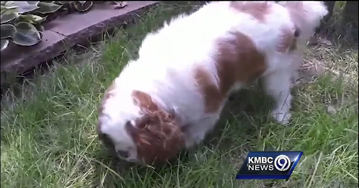 A white and brown dog is digging in the grass, with a news logo in the corner.
