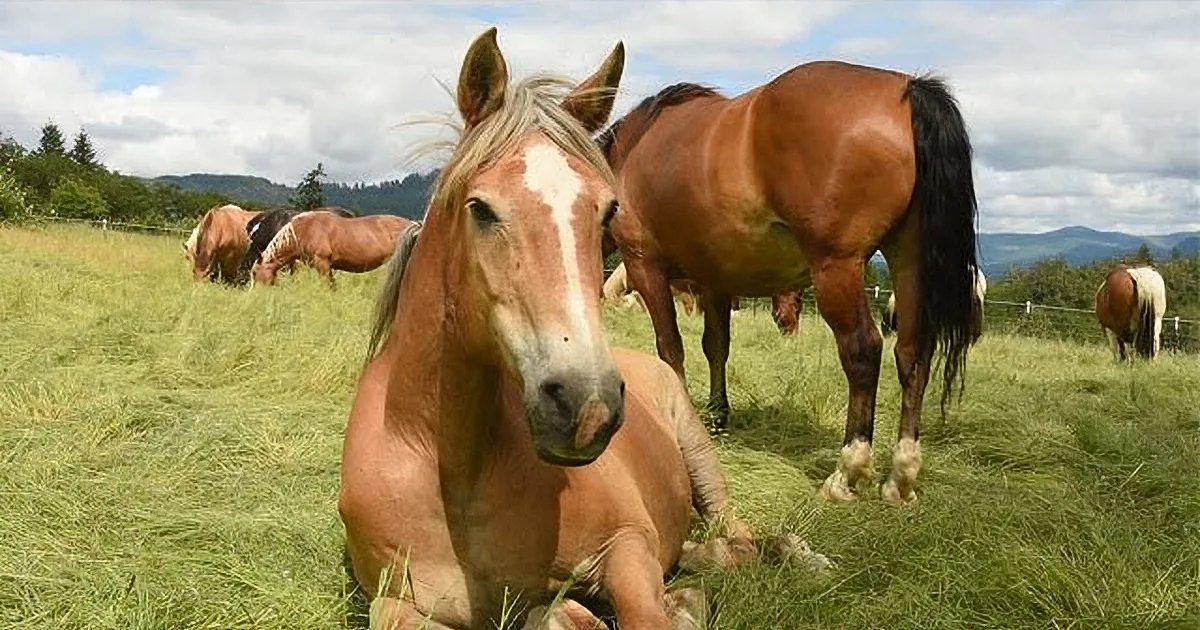 After Being Saved From the Worst Conditions, 200 Horses Can Live Happily Again!