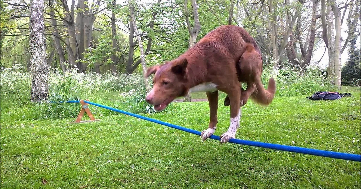 A brown dog is mid-air, leaping over a blue agility pole in a grassy park.