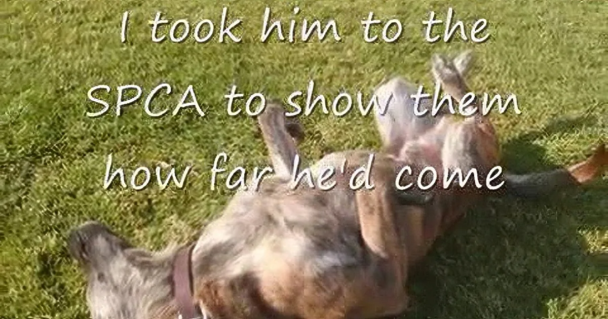 Rescued Dog Gets Saved From Euthanasia by This Kind Woman. What a Hero!