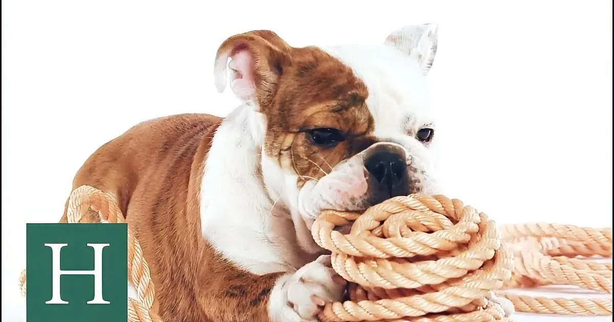 A bulldog puppy with brown and white fur is playing with a large coiled rope.