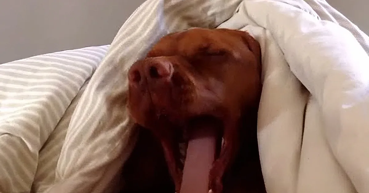 A brown dog is sleeping peacefully under a white blanket with its head slightly tilted.