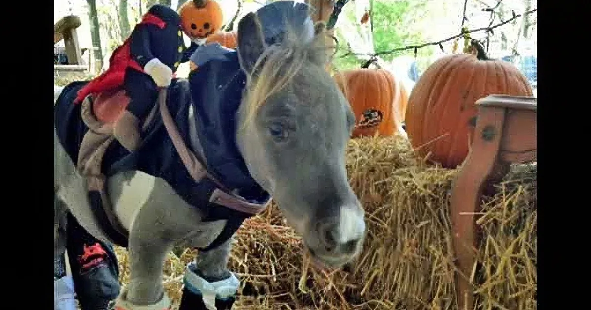 A small horse wearing a costume and standing on hay with pumpkins in the background.