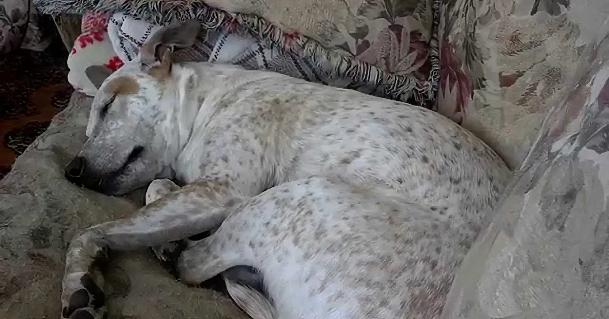 After Having a Crazy Dream, This Dog Reacts Adorably When He Wakes Up!