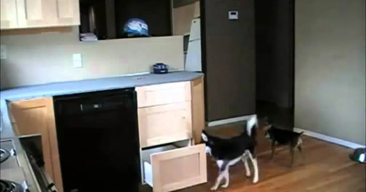 The Treats Are Too High up for Him, but It''s Not Over yet for This Intelligent Dog!