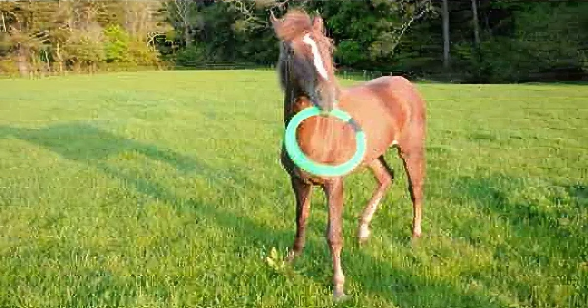 The Horse Decided to Step in and Beat a Dog at the Game of Fetch!