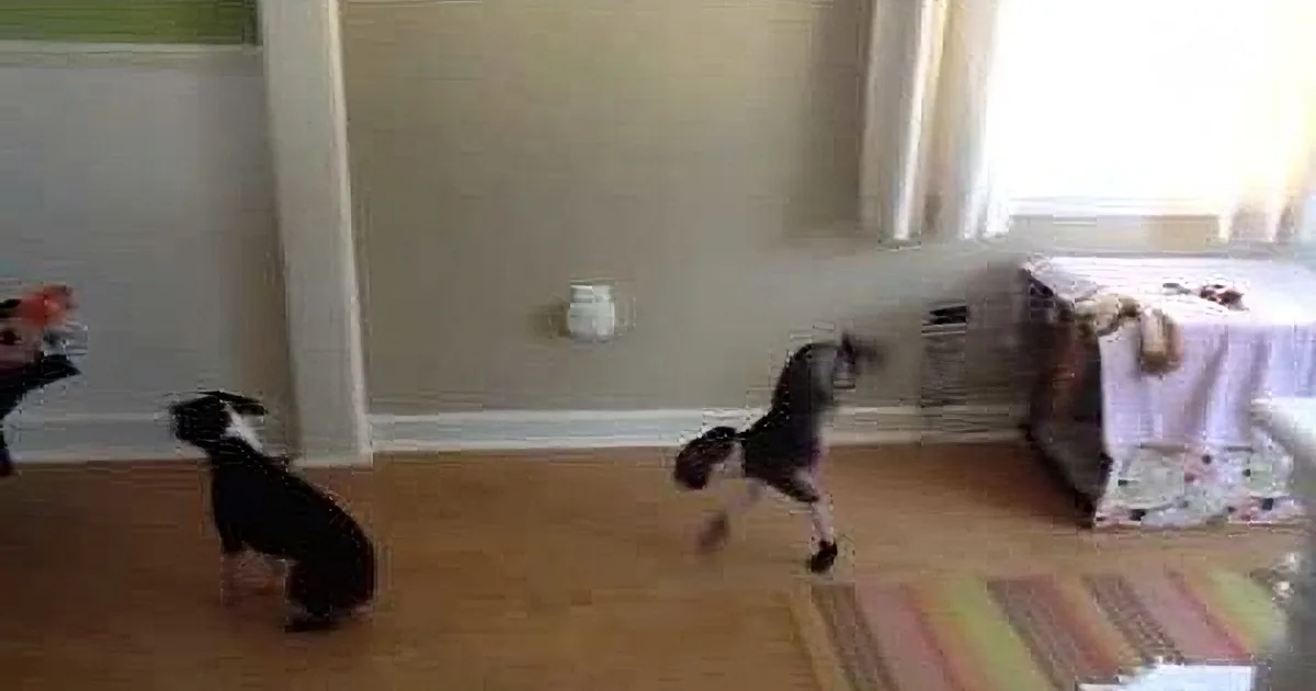A small black dog stands on a wooden floor, facing a cat that leaps onto a table, with a striped rug and furniture in the...