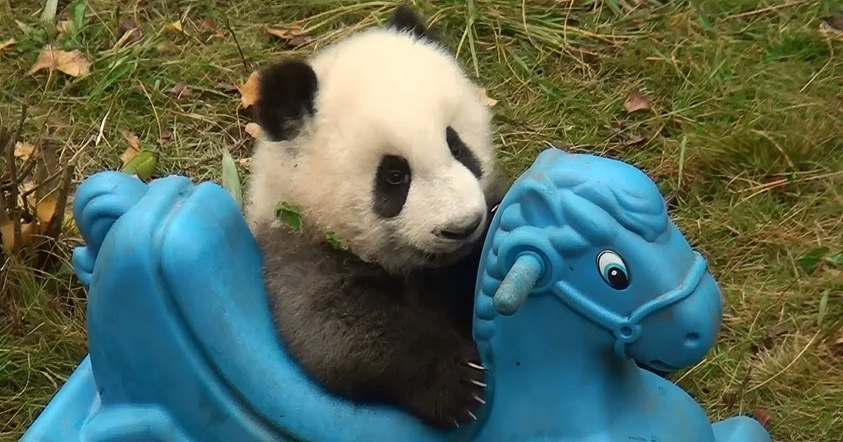 This Baby Pand Got a New Toy! You''ll Melt When You See His Reaction!