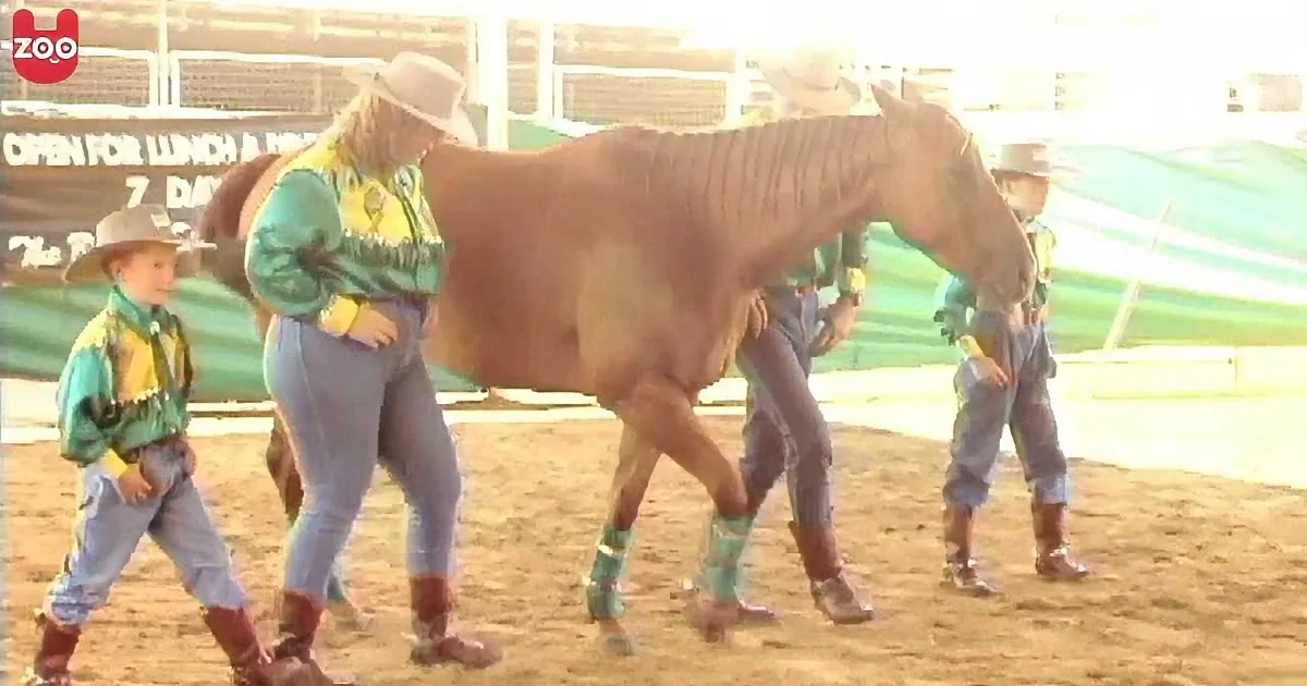 A horse with severely emaciated body is being led by children in a rodeo arena.
