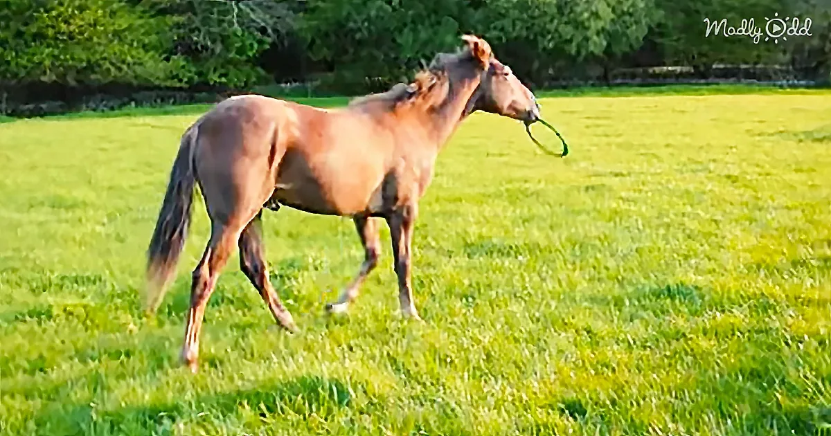 A Dog Is Beaten in His Own Game of Fetch by His Giant Horse Friend