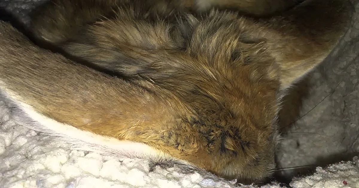 After Being Waken From His Nap, This Cute Fennec Fox Isn''t Happy at All!