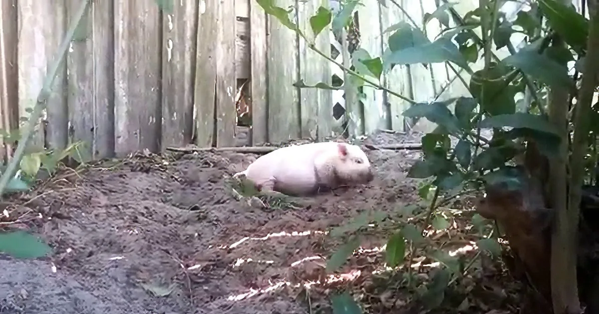 Adorable Piglet Is All Kinds of Happy Racing Through His Yard