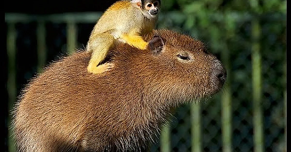 A capybara carries a squirrel monkey on its back in a zoo enclosure.