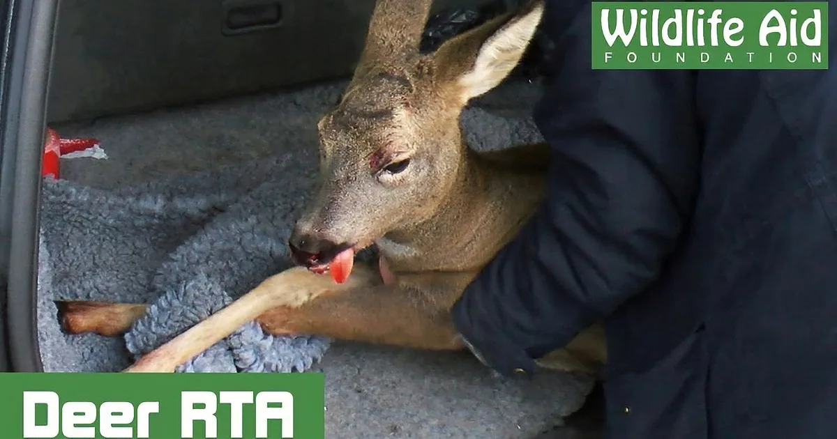 A deer with a visible injury is being held by someone in a vehicle, with the Wildlife Aid Foundation logo in the corner.