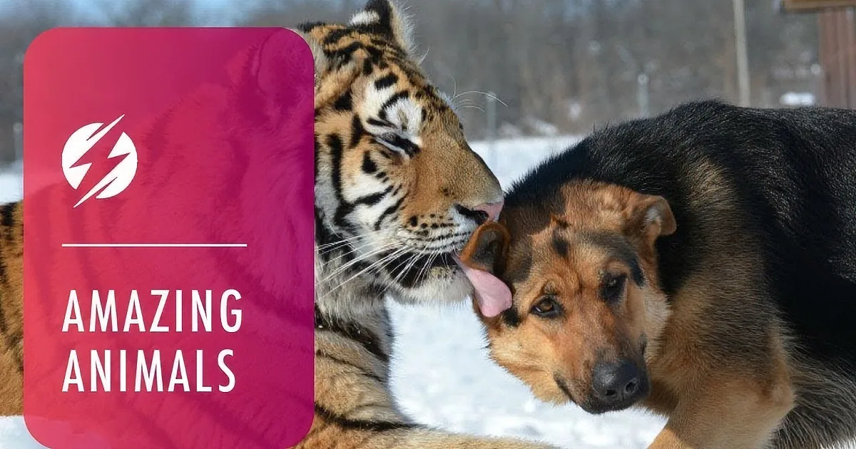 A tiger and a dog are interacting in the snow, with the tiger licking the dog's face.