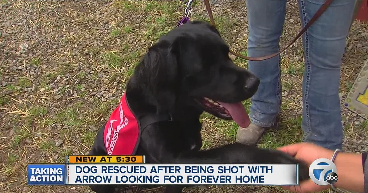 A black dog with a red collar, rescued after being shot with an arrow, sits on grass, panting with its tongue out.