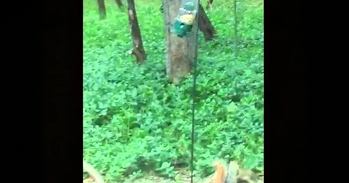 A colorful bird perched on a tree branch amidst green foliage.