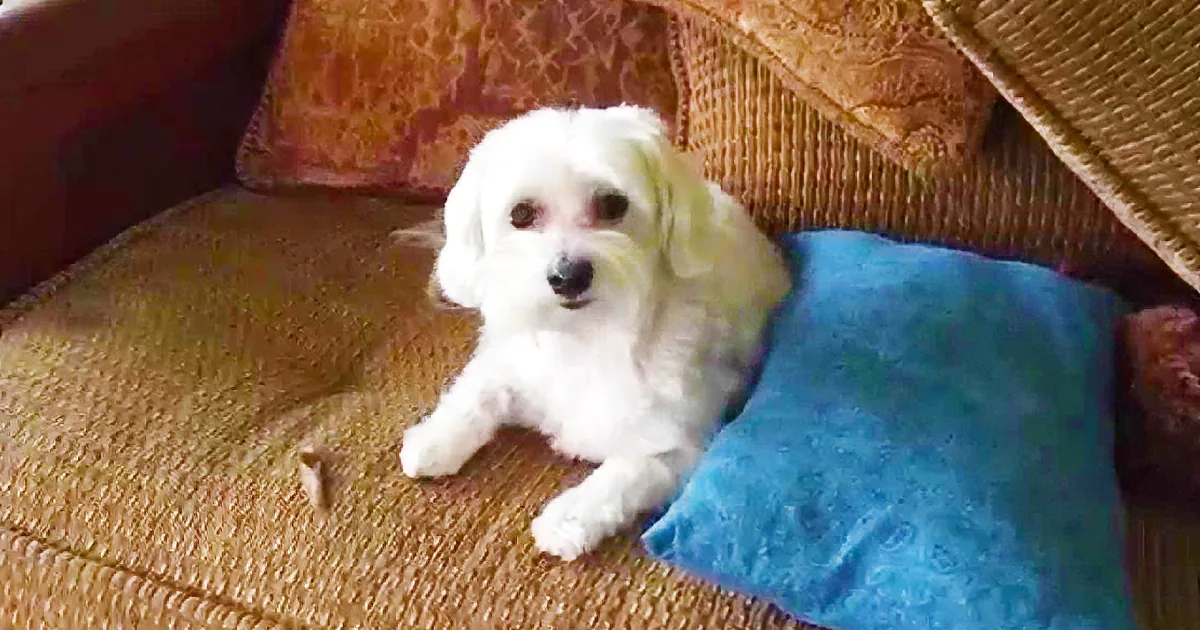 When He Asked His Dog About the Mess, Well, I Definitely Didn''t See This Coming