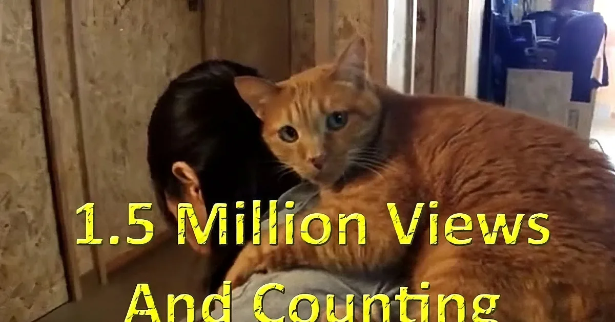 This Clingy Cat Loves Showing His Love for His Human! Awww!