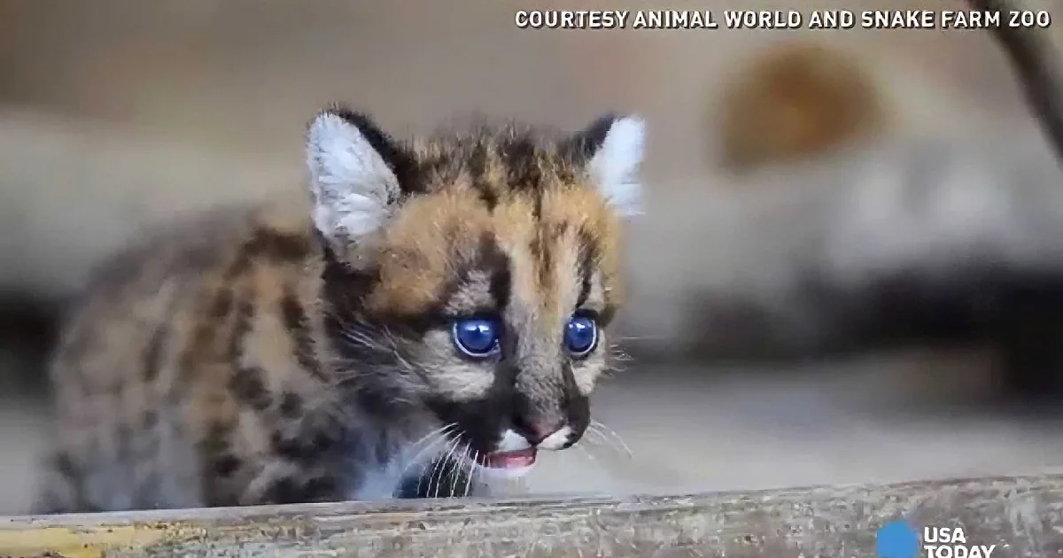 Watch These Adorable Cougar Cub Sibling! You''ll Fall Right in Love!