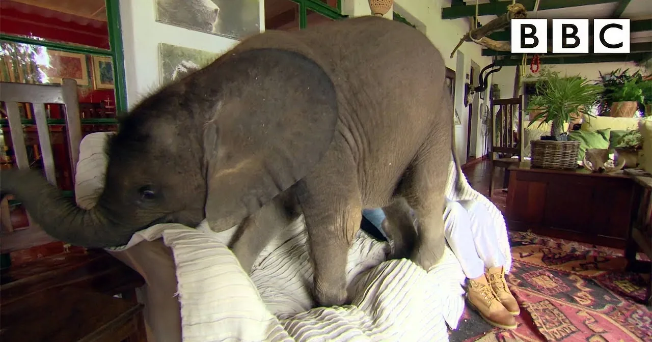 Abandoned Baby Elephant Enjoys His New Forever Home!