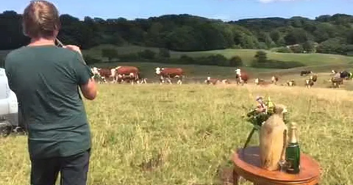 These Cows Come Running to Greet the Man That Has Been Serenading Them With His Trumpet