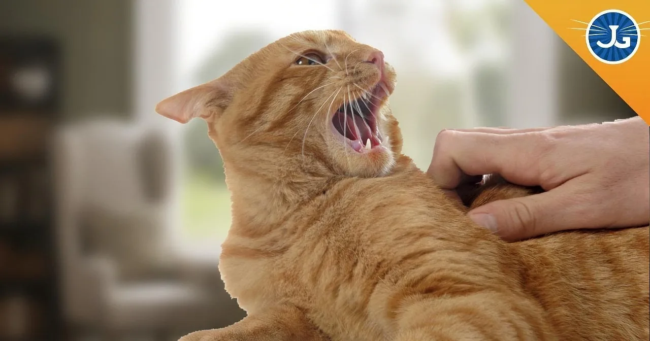 Petting Your Cat Too Much Might Make Him Hate You! Woah!