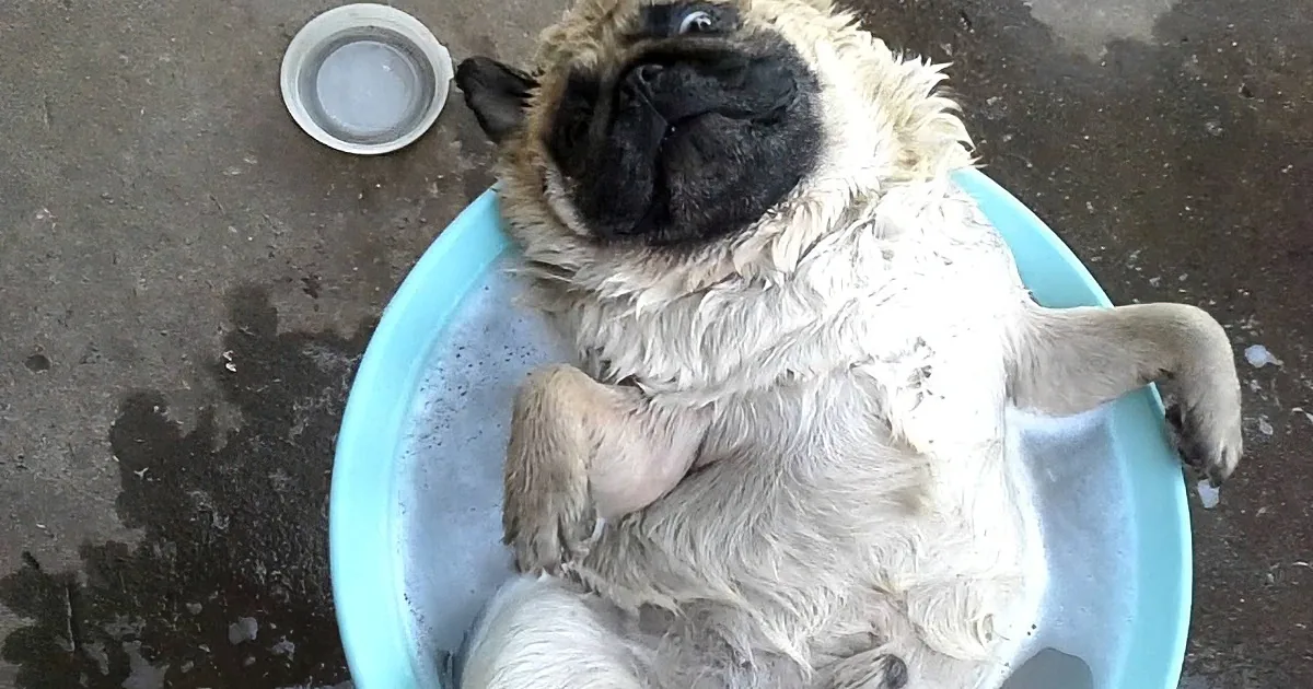 This Family Is Having a Blast! When You See How Their Pup Relaxes, You''ll Crack Up!