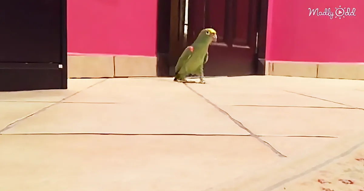 Listen to This Bird Laugh as He Sneaks Into His Human''s Bedroom!