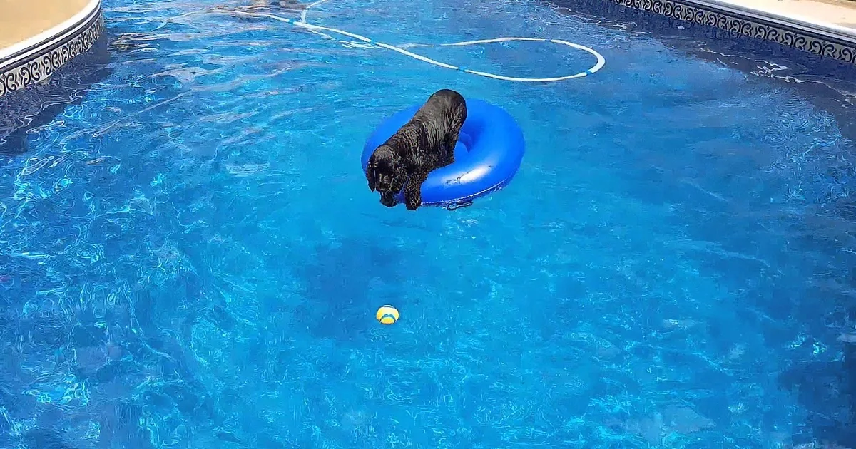 A black dog sits on a blue inner tube in a swimming pool, with a yellow ball floating nearby.