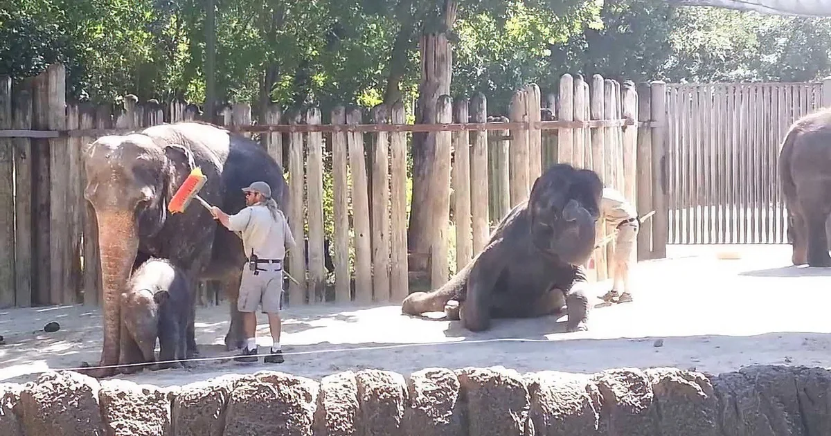 A zookeeper is cleaning an elephant's back with a brush, while another elephant rests nearby.